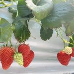 いちご狩り🍓