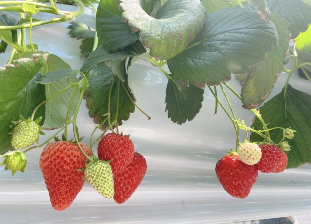 いちご狩り🍓