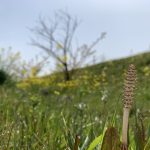 春を迎える準備